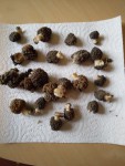 Morilles 78g.jpg