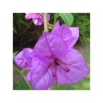 bougainvillea-violet-de-meze.jpg