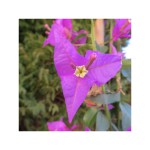 bougainvillea-spectabilis.jpg
