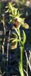 Ophrys aranifera .JPG
