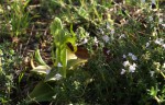 Ophrys lutea & thymus .JPG