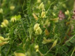 Lathyrus pratensis 3 bis.JPG