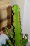 cactus_malade_00_entier.JPG