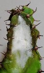 cactus_malade_01_tache.JPG