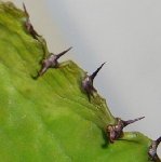 cactus_malade_02_rides.JPG