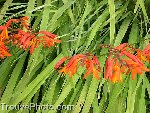 fleurs-ornementales.jpg