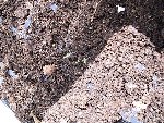 germination 15.JPG