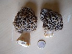 Morilles 86g.jpg