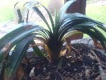 Plante.jpg