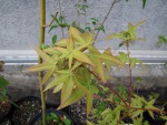 acer-sem_230419a.jpg
