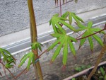 acer-sem_230419b.jpg