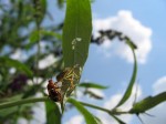 insectes 013.jpg