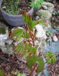 acer-cappadoc-rubrum_230424b.jpg