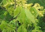 acer-triflorum_230424a.jpg