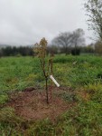 2023 Acer griseum planté.jpg