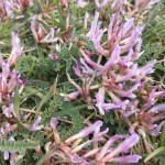 Astragalus monspessulanus  2.jpg