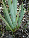 iris ou massette.jpg