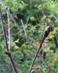 acer-gris01_230424a.jpg