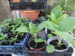 fin avril aubergines poivrons piments.jpg