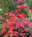 acer-pseudosieb-tak_201023a.jpg