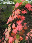 acer-pseudosieb-tak_211020a.jpg