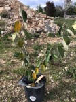 Eleagnus en pot