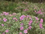 Cistus albidus.JPG