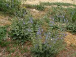 Salvia  pratensis 2.JPG
