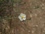 Helianthemum apenninum  .JPG