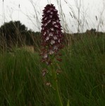 Orchis purpurea  .JPG