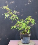 acer-penta_220711a.jpg