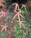 acer-penta_221207a.jpg