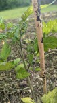 Pied de tomates grappe