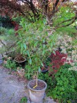 acer-laevigatum02_230502a.jpg