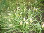 DSC00011.JPG