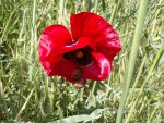 coquelicot et escargots.JPG