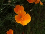 Oedémère  sur Eschscholzia californica.JPG