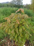 202305 Acer griseum feuillage.jpg