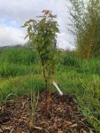 202305 Acer griseum.jpg