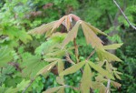 acer-gris01_230510a.jpg