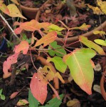 acer-discolor_141120b.jpg