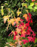 acer-discolor_151021a.jpg