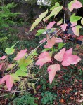 acer-discolor_221114a.jpg