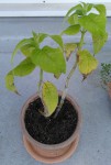 Monarde didyma