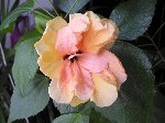hibiscus orange.JPG
