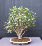 crassula01_220509a.jpg