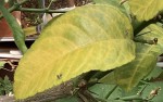 IMG_0242.jpeg