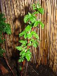 plante 5 bis.JPG