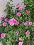 IMG_3066.JPG
