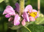 Misumena vatia 00.jpg